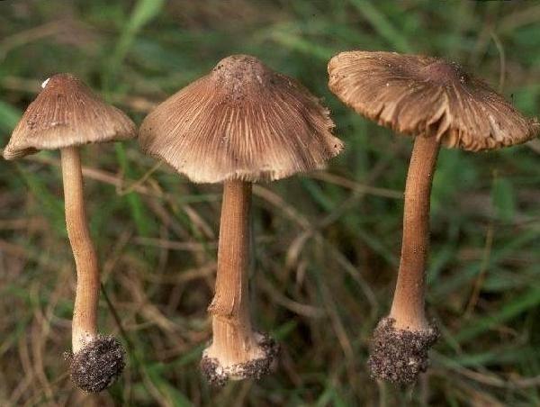 Nấm mũ khía nâu xám (Inocybe fastigiata)