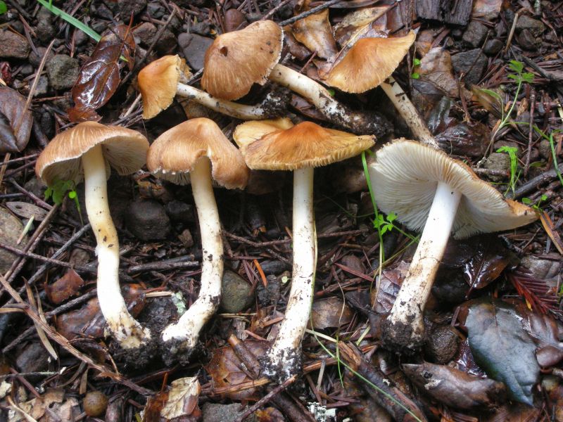 Nấm mũ khía nâu xám (Inocybe fastigiata)