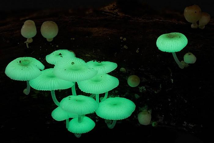 Nấm Mycena Chlorophos