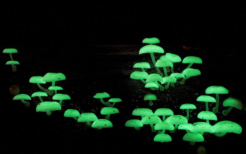 Nấm Mycena Chlorophos