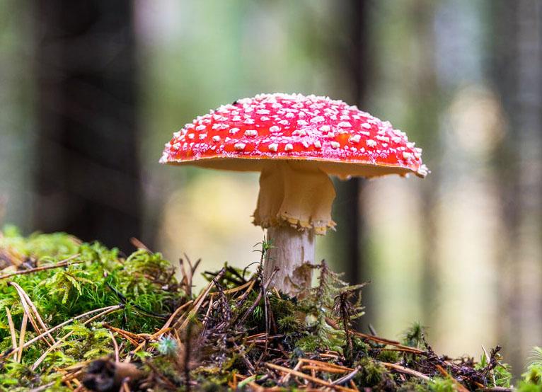 Nấm tán bay (Fly Agaric)