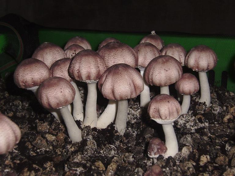 Thai Duong Mushroom