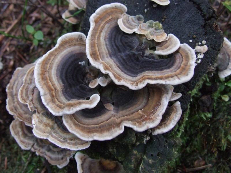 Nấm Trametes versicolor