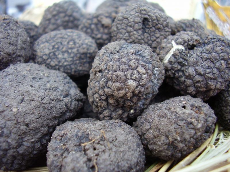 Nấm Truffle