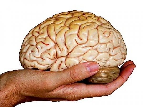 Não của con người không phải là lớn nhất
