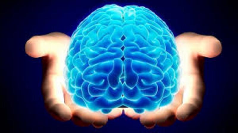 Bộ não chúng ta vẫn nhỏ hơn nhiều vì bộ não của chúng có trọng lượng từ 7 – 8 kg.