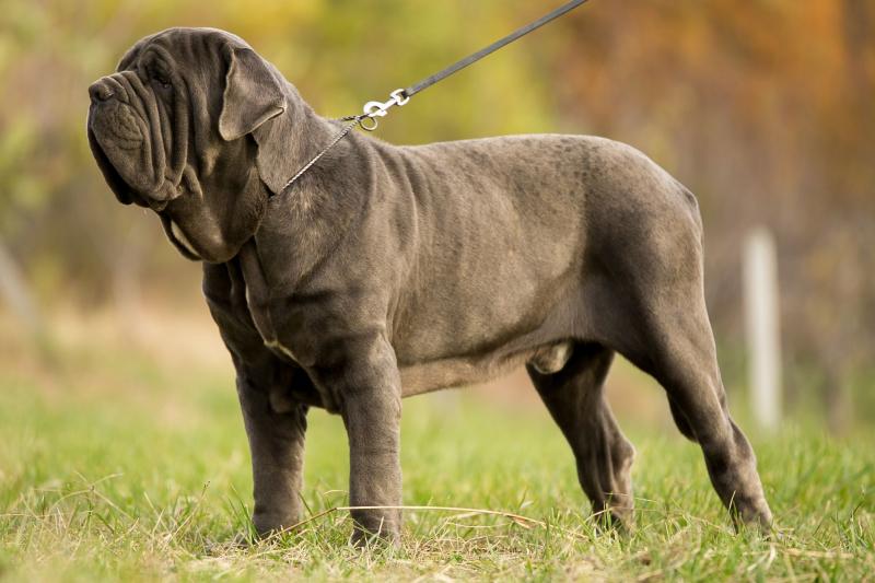 Chó Neapolitan Mastiff