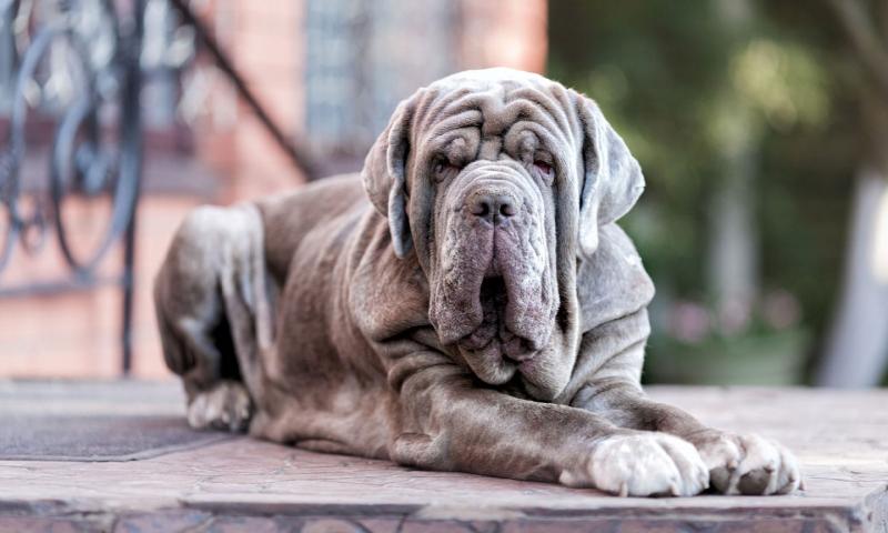 Chó Neapolitan Mastiff