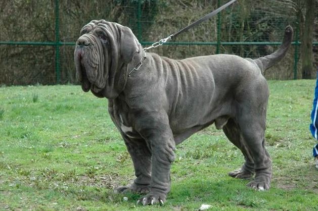 Chó Neapolitan Mastiff