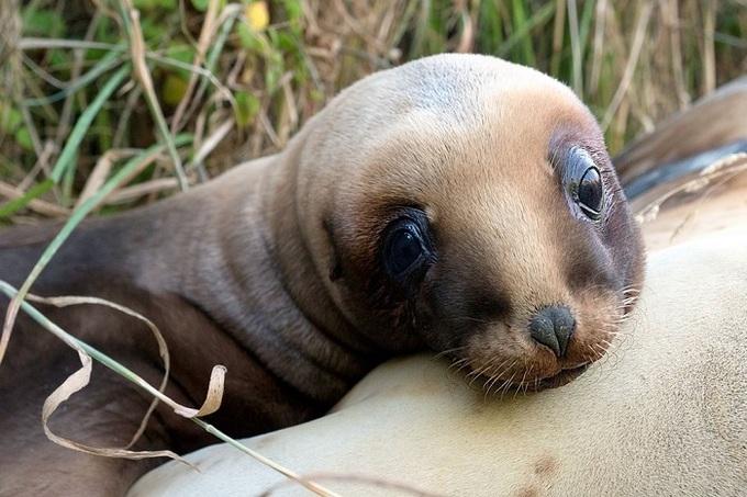 Sư tử biển New Zealand. Ảnh: Christina Karliczek/BBC