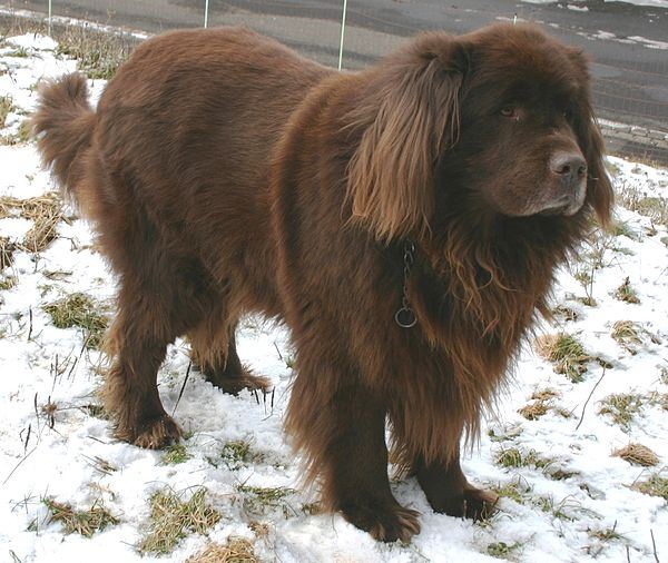 Một chú chó Newfoundland đang 