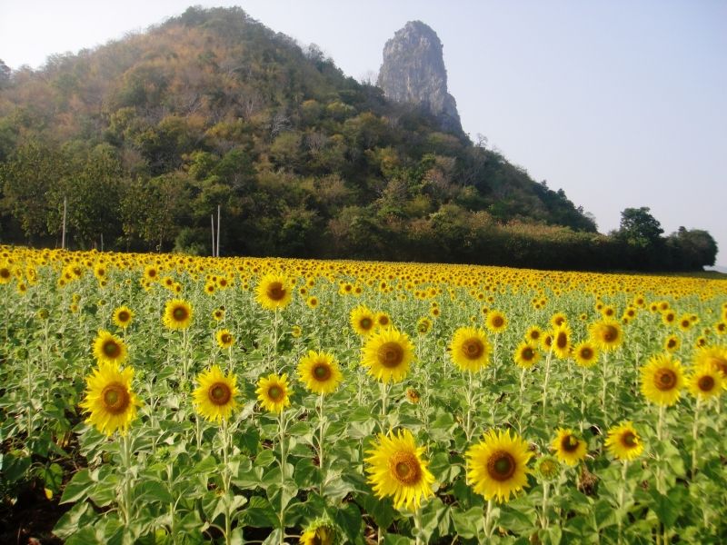 Ngắm hoa hướng dương ở Lopburi