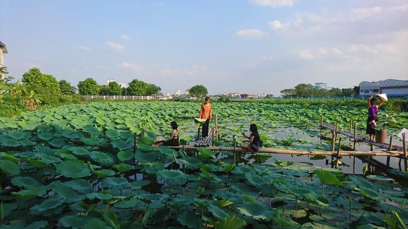 Ngắm sen Hồ Tây