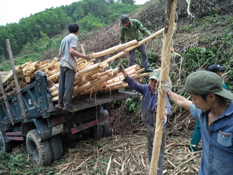 Người thợ đang cưa những cây gỗ rất lớn