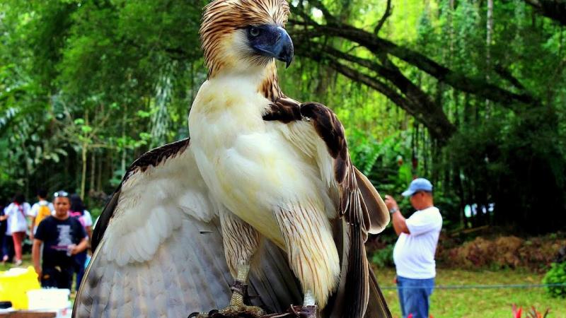 Ngoại hình của đại bàng