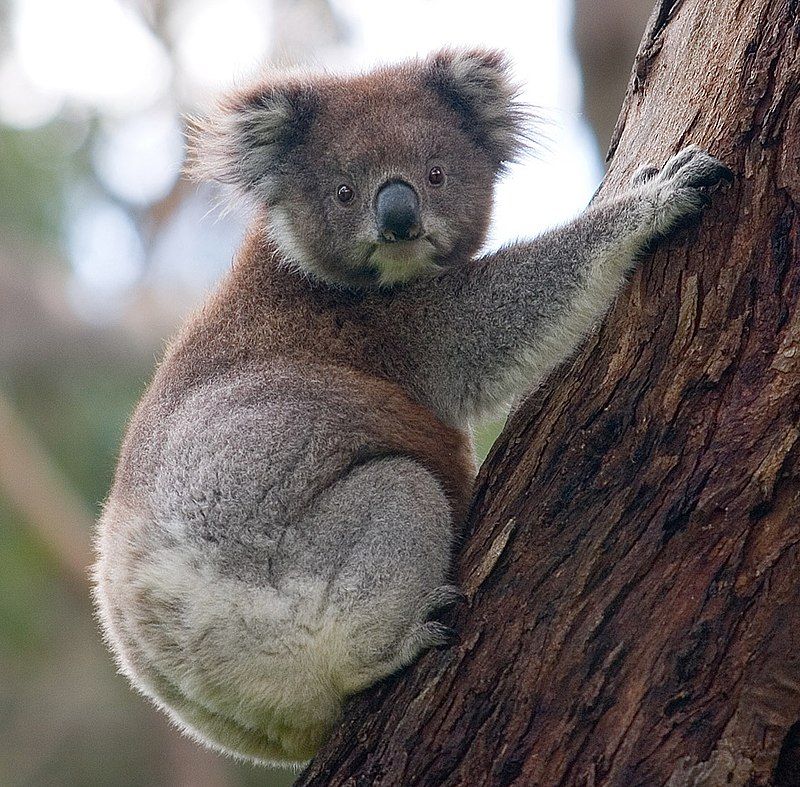Gấu Koala có tên khoa học là gì?
