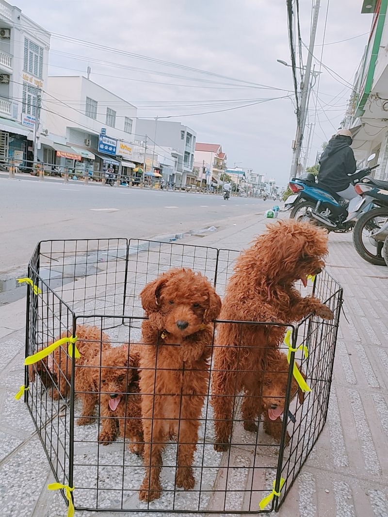 Ngọc Thơ Petshop