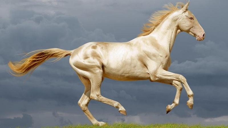 50 Hình ảnh con ngựa 3D đẹp cute oai phong cho điện thoại máy tính