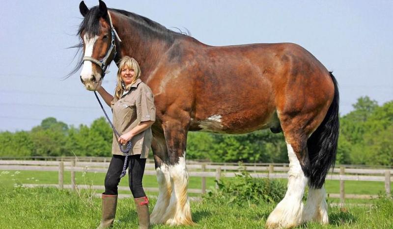 Ngựa Clydesdale