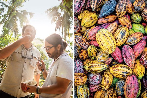 Hình ảnh hai nhà sáng lập cùng kiểm tra hạt cacao