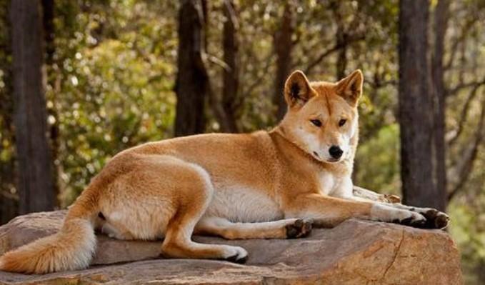 Nguồn gốc của chó Dingo