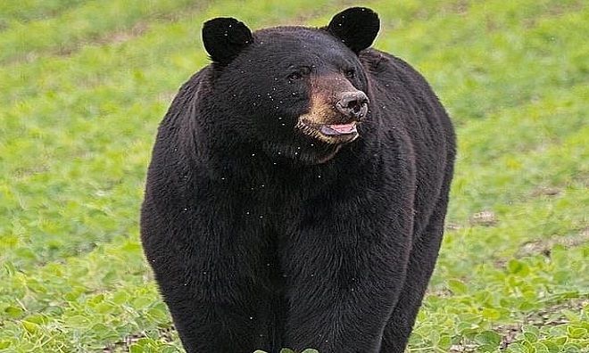 Nguồn gốc của gấu đen