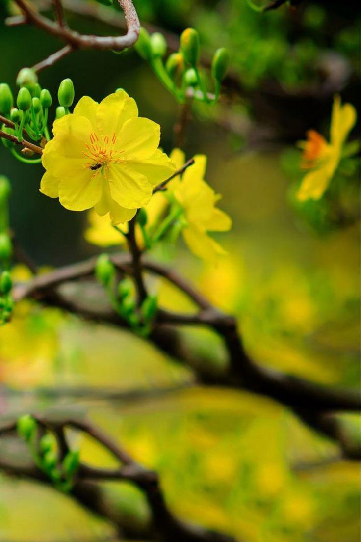 Top 6 Ý nghĩa và nguồn gốc của cây hoa mai - toplist.vn