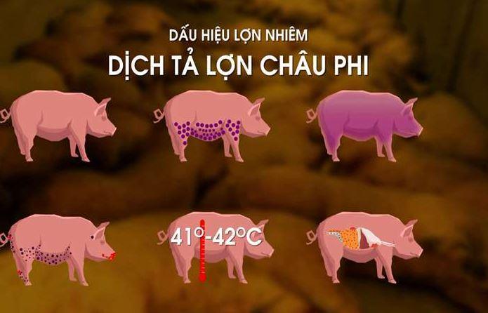 Những dấu hiệu cho thấy lợn mắc dịch tả lợn Châu Phi (Ảnh: Internet)