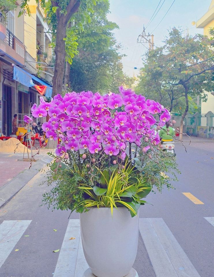 Nguyên Châu Flowers