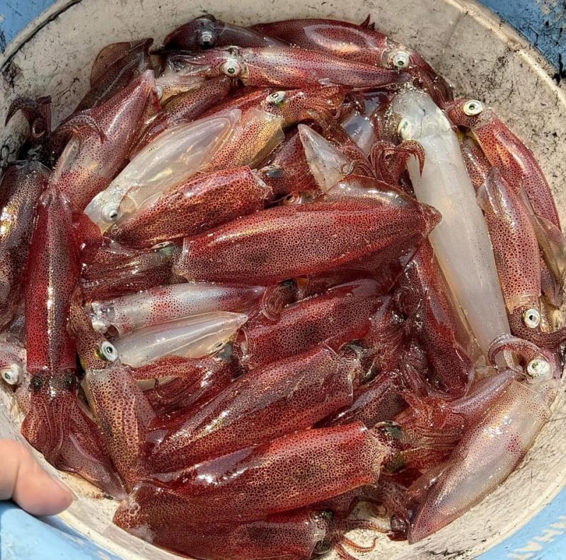 Nhà hàng Mực Nhảy Hậu Thìn Vũng Áng