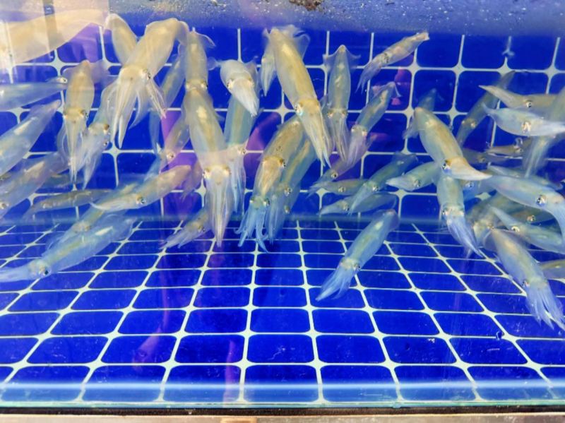 Nhà hàng Ốc Tiêu & Hải Sản Tươi Sống