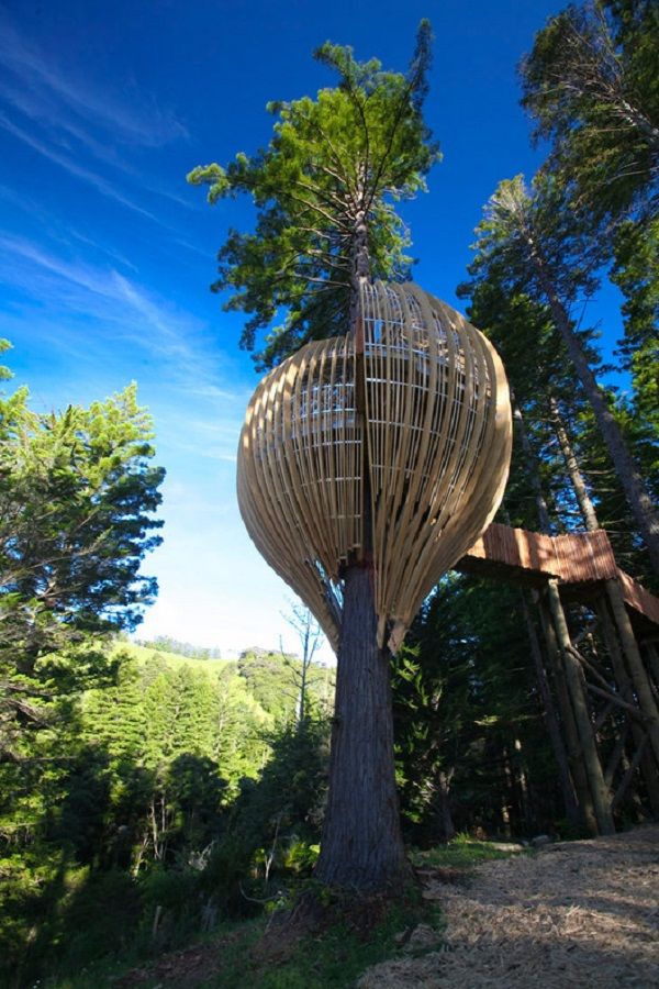 Nhà trên cây Redwoods, New Zealand