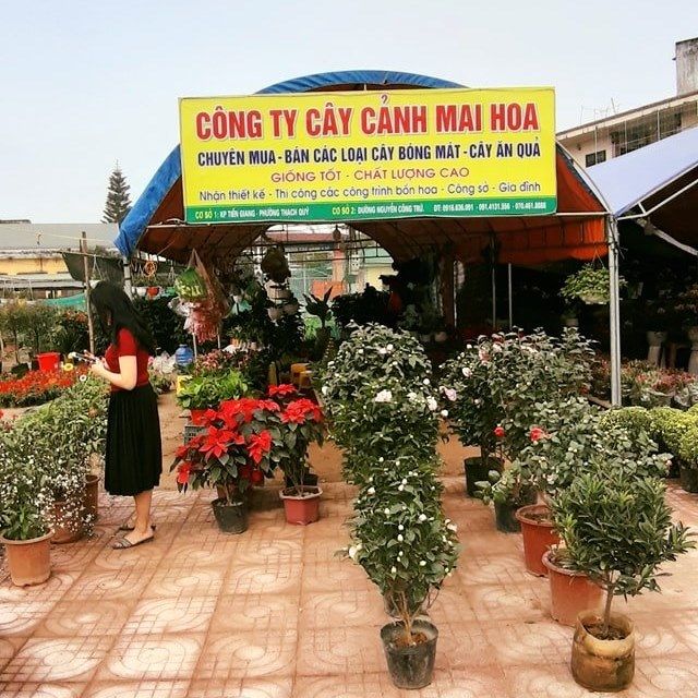 Nhà Vườn Cây Cảnh Hoa Mai