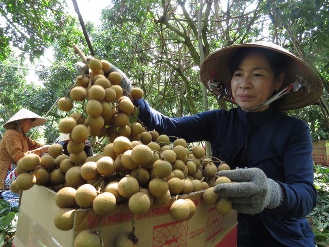 Nhãn Châu Thành