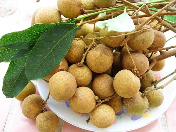 Trái cây đặc sản Việt Nam