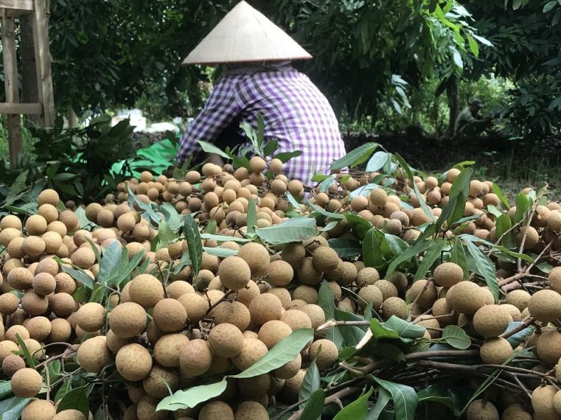 Nhãn Lồng (Phố Hiến, Hưng Yên)