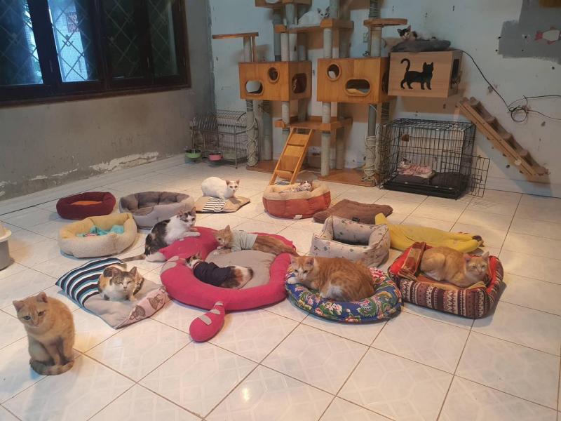 Nhận Nuôi Thú Cưng - Hanoi Pet Adoption