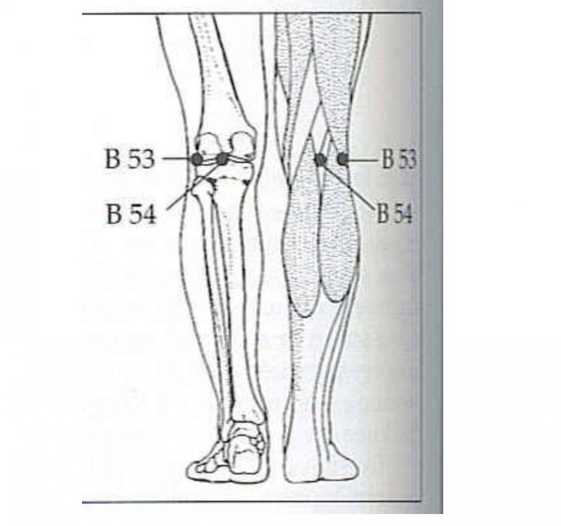 Vị trí sau đầu gối B54