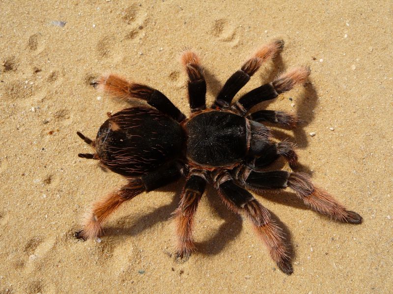 Con nhện Tarantula