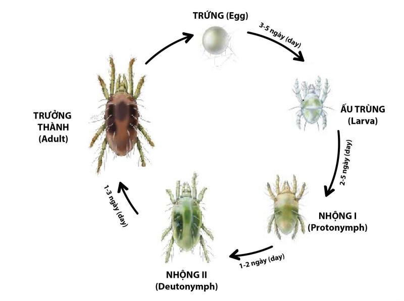 Nhện có thể phân thân