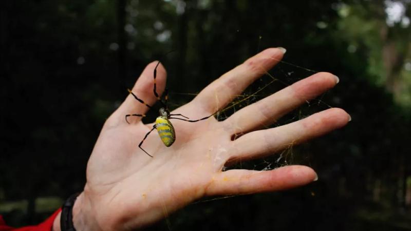 Nhện cũng là một kẻ ăn chay.