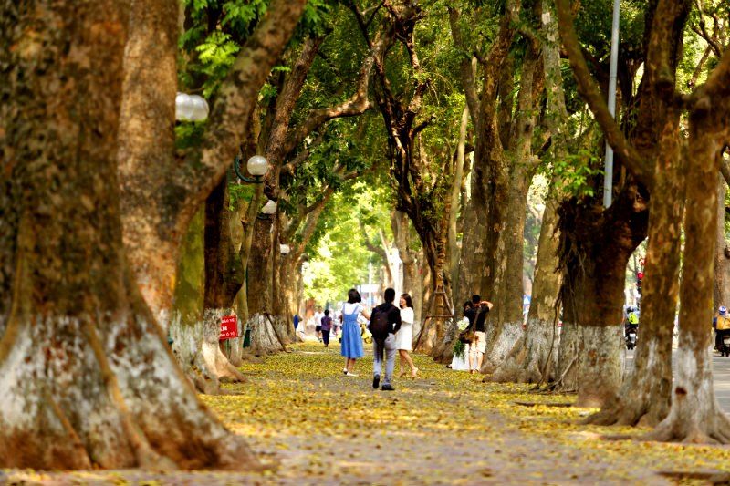 Hà Nội mùa lá vàng rơi