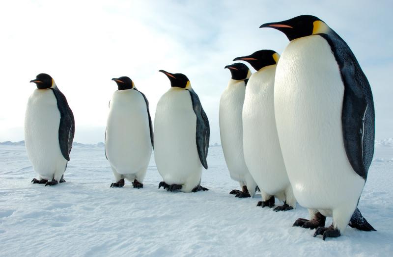 Những điều thú vị về chim cánh cụt