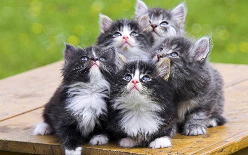 Top 13 Loài Mèo Dễ Thương Nhất Thế Giới - Toplist.Vn