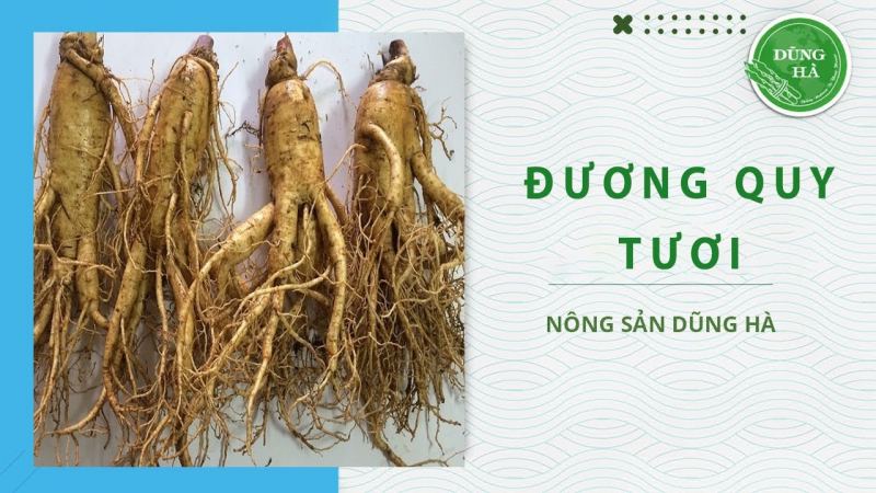 Nông Sản Dũng Hà