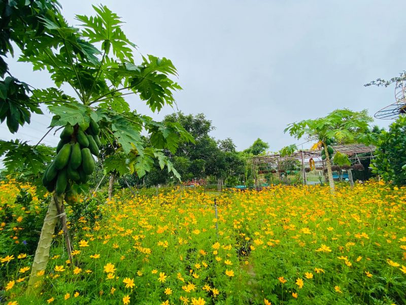 Nông Trại Ong Vàng