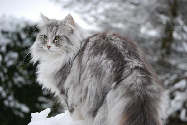 Norwegian Forest Cat