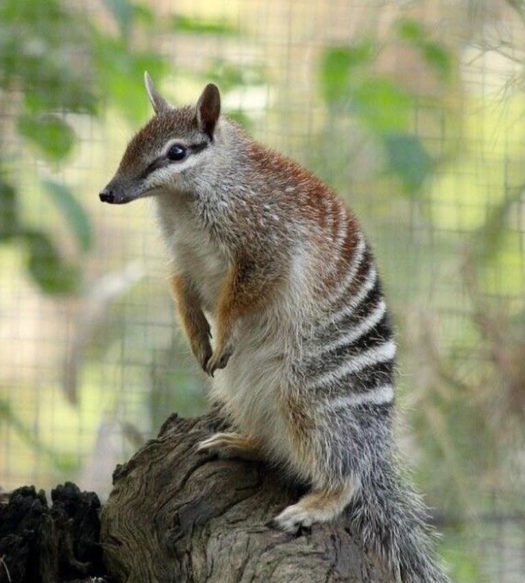 Numbat