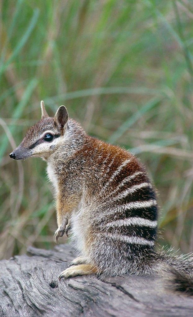 Numbat