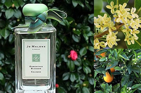 Nước Hoa Jo Malone Osmanthus Blossom 100ml